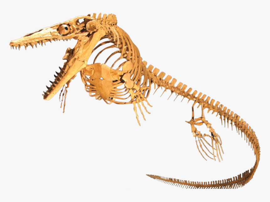 Mosasaurus Bones, HD Png Download, Free Download