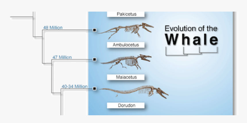 Transparent Fossils Png - Whale Evolution Data Table, Png Download, Free Download
