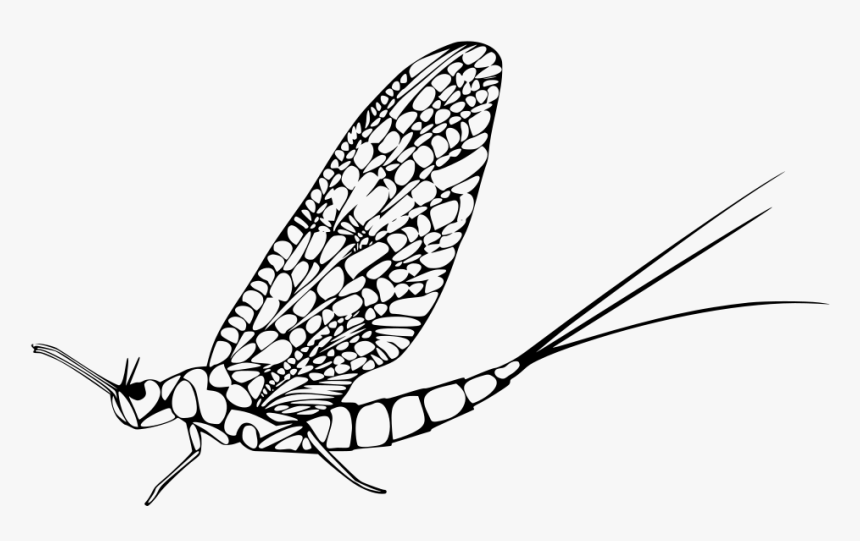 Éphémère Insecte , Png Download, Transparent Png, Free Download