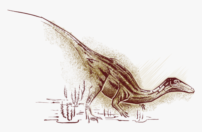 Early Dinosaurs, Like Coelophysis Illustrated Here - Sketch, HD Png Download, Free Download