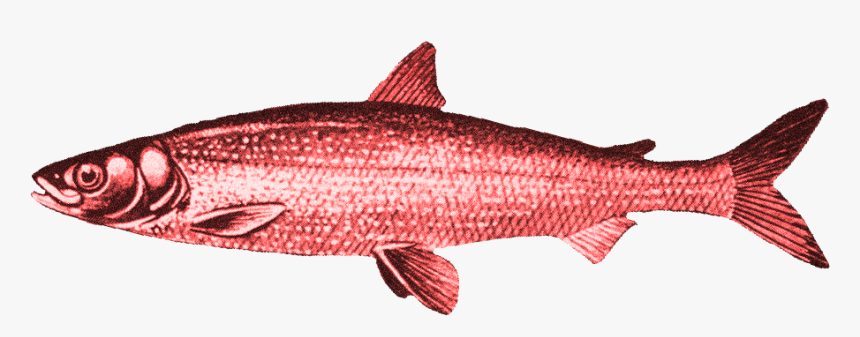 Red Herring No Background, HD Png Download, Free Download