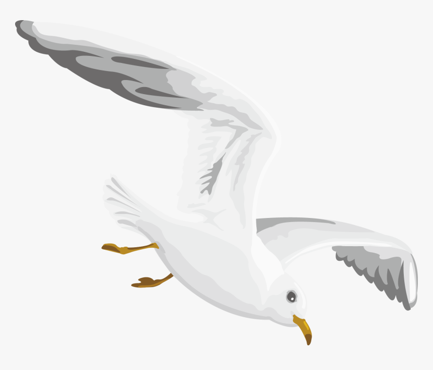 Gulls European Herring Gull - Seabird, HD Png Download, Free Download