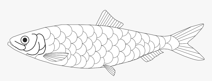 Trout, HD Png Download, Free Download