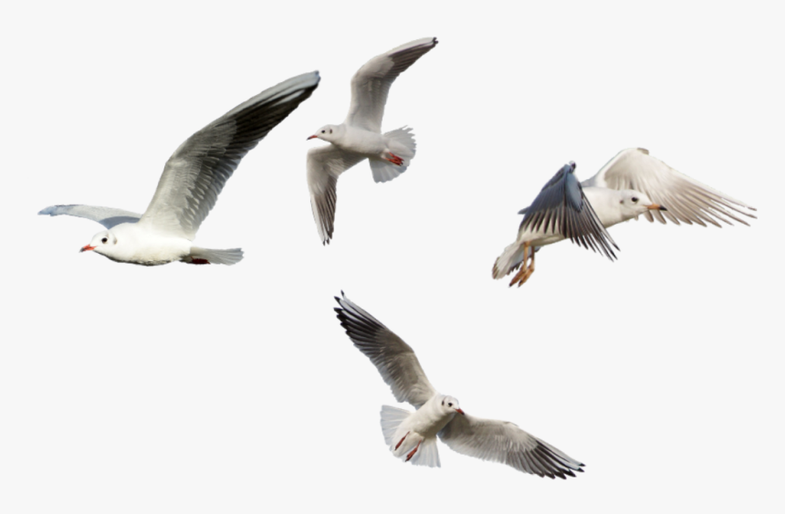 European Herring Gull , Png Download - European Herring Gull, Transparent Png, Free Download