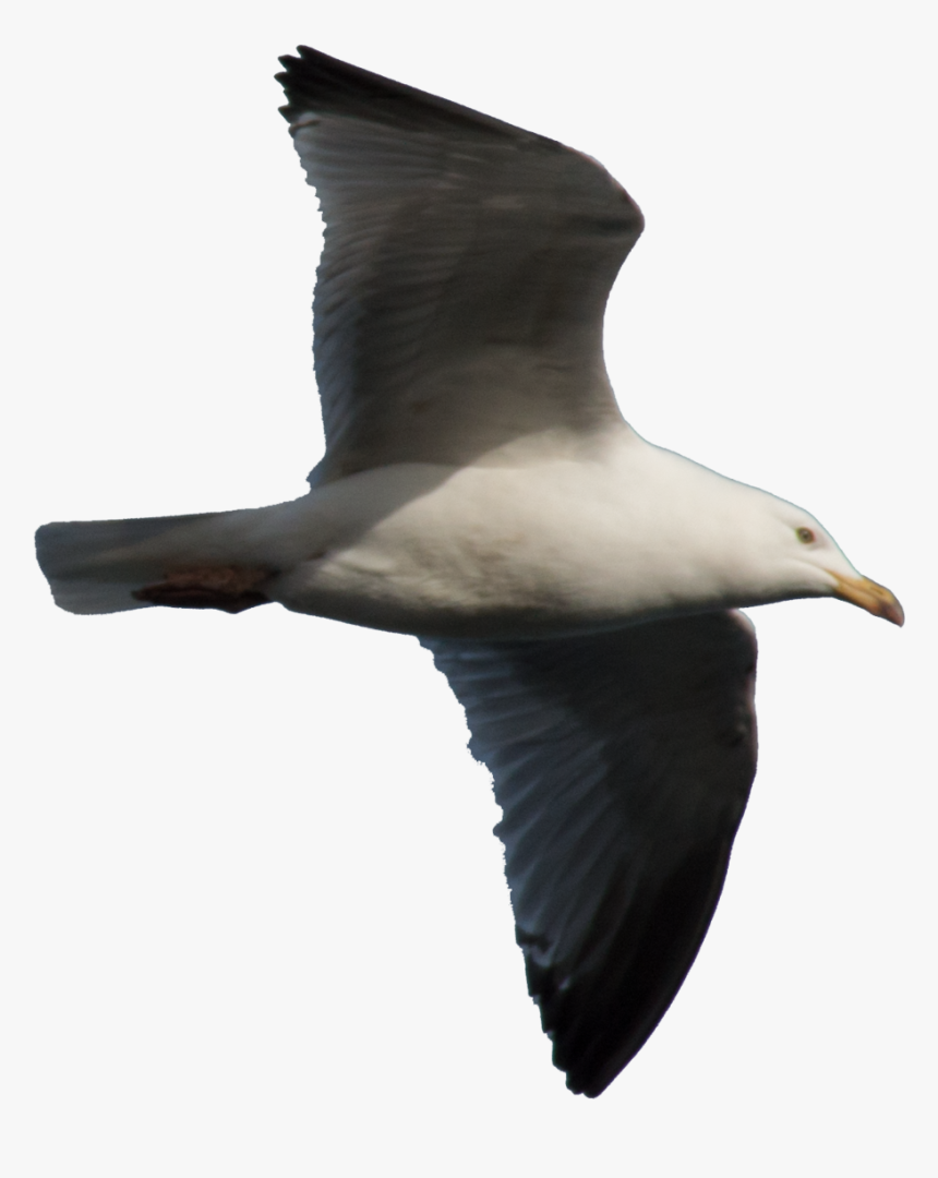 Gulls Png Free Download - Gulls, Transparent Png, Free Download