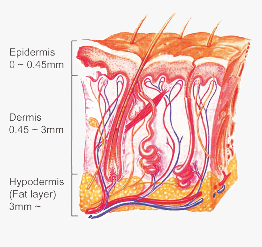 피부 해부학 적 구조, HD Png Download, Free Download