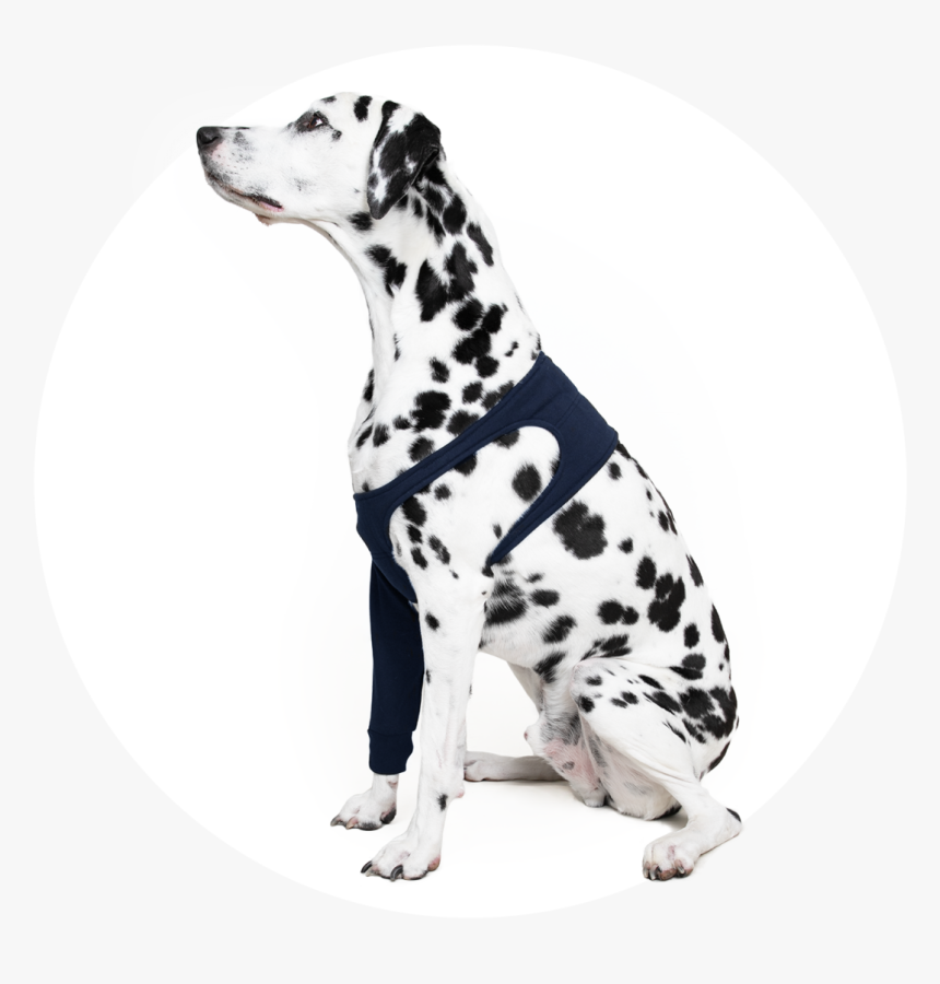 Dalmatian, HD Png Download, Free Download