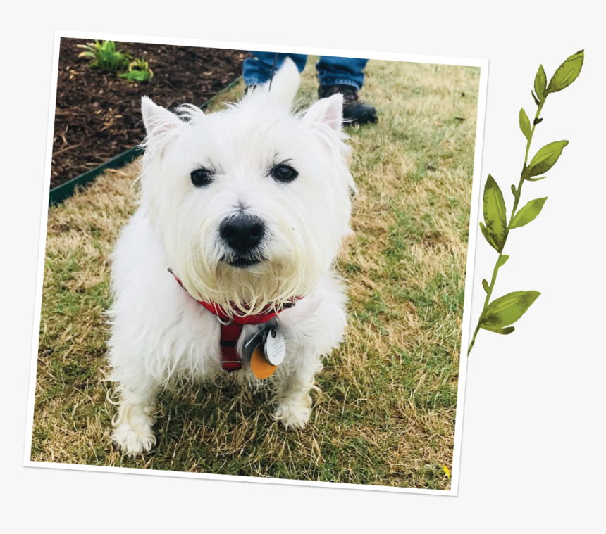 Stella - West Highland White Terrier, HD Png Download, Free Download