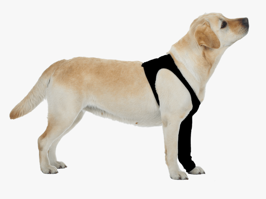 Hot Spot On Dog's Front Leg, HD Png Download, Free Download