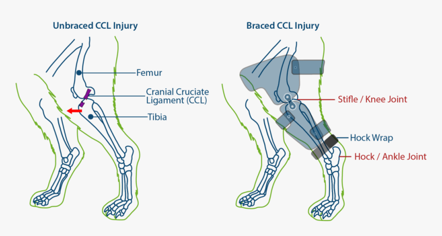 Cruciate Ligament On A Dog, HD Png Download, Free Download