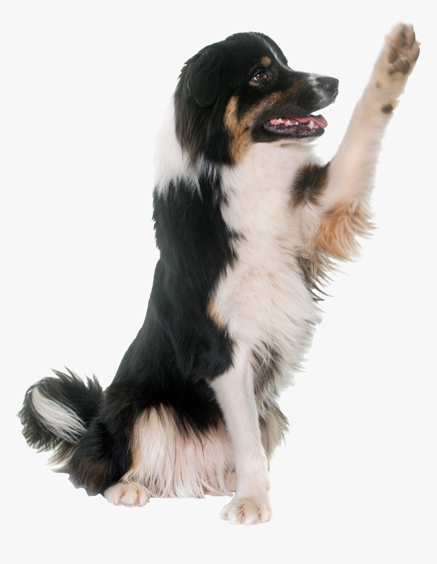 Dog Catches Something, HD Png Download, Free Download