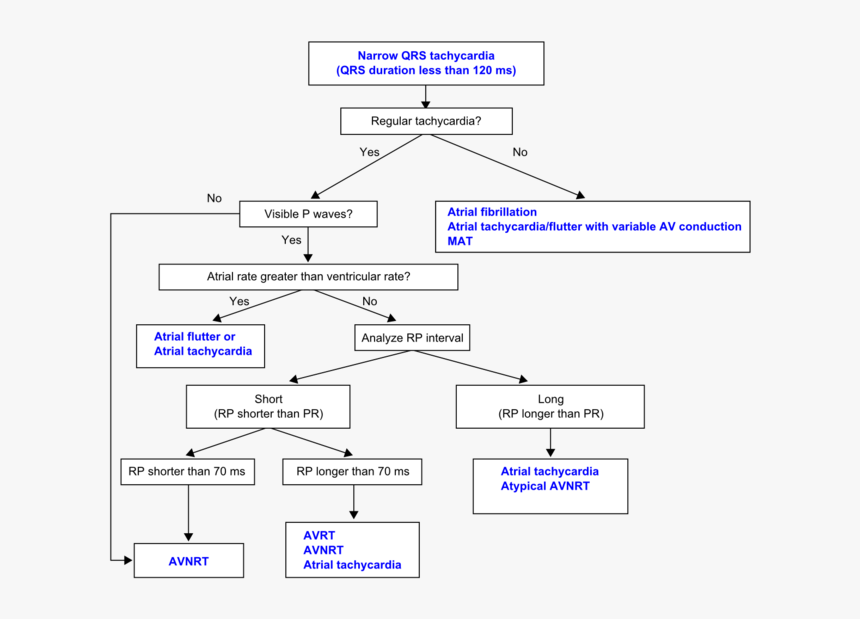 Pathogenesis Of Ventricular Tachycardia, HD Png Download, Free Download