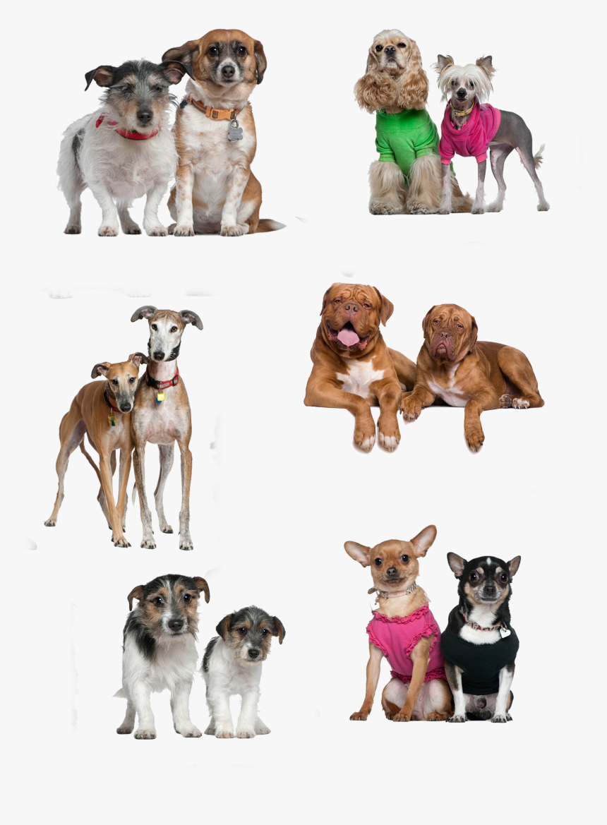 Breed Two Together Dog Companion Puppy Dogs Clipart - Razas De Perros Juntos Png, Transparent Png, Free Download