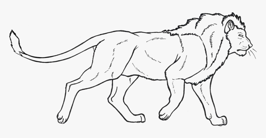 Transparent White Lion Png - Male Lion Clip Art Black And White, Png Download, Free Download