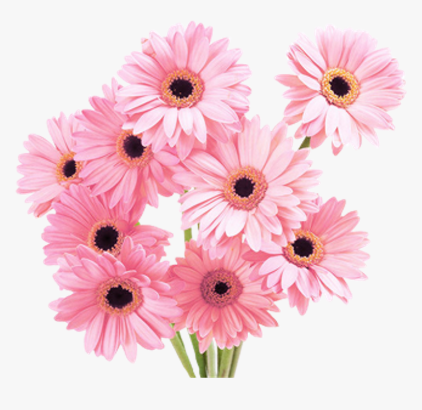 Flower Overlay Png - Pink Flowers, Transparent Png, Free Download