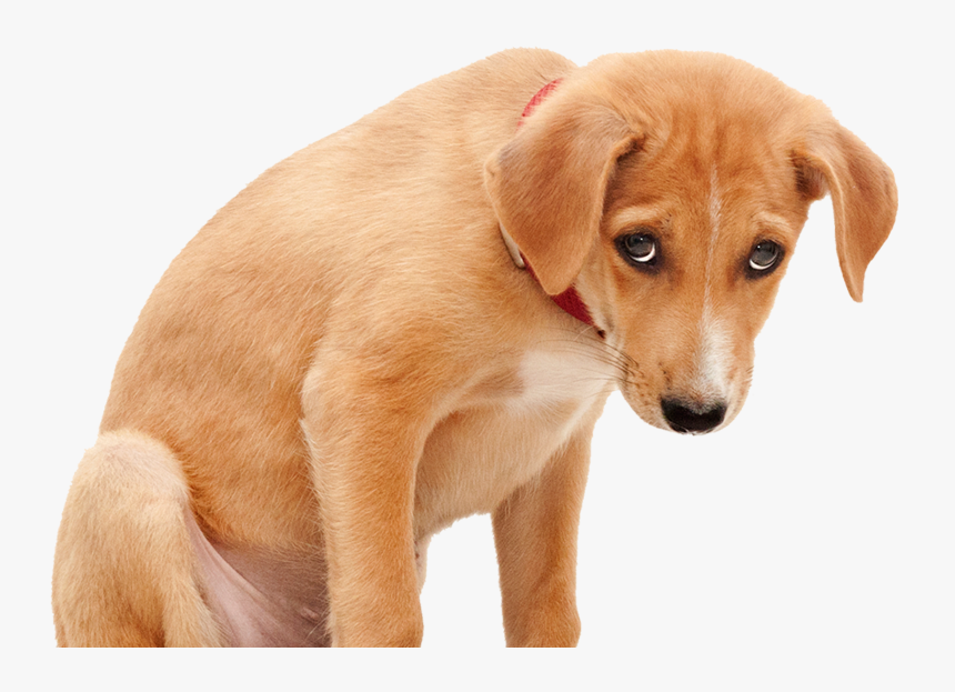 Sad Dog Png Clipart Royalty Free Stock - Sad Dog Png, Transparent Png, Free Download