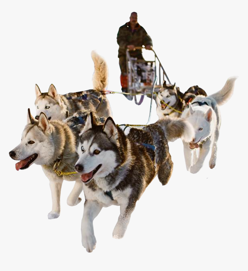 Sled Dog Png Hd - Dog Sled No Background, Transparent Png, Free Download