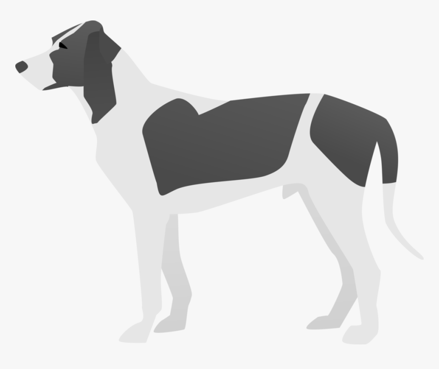 Carnivoran,italian Greyhound,dog - English Foxhound, HD Png Download, Free Download
