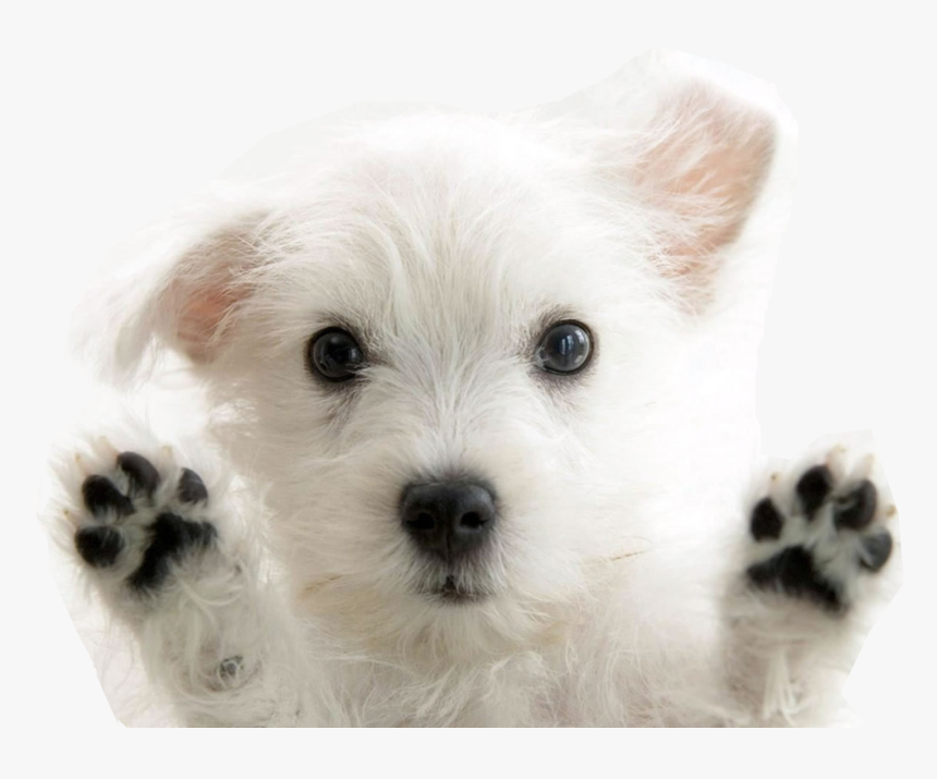 Dogs Png Free Images - Different Kinds Of Cute Puppies, Transparent Png, Free Download