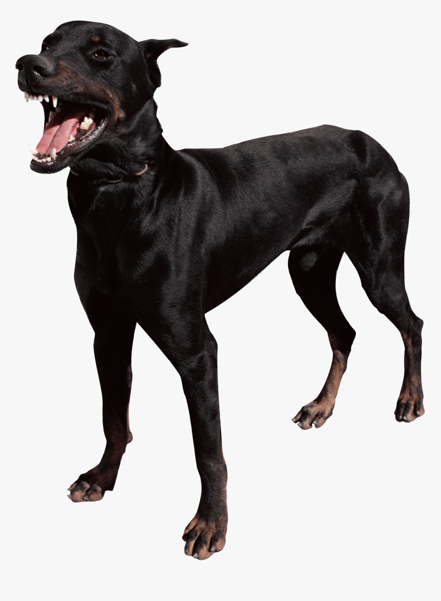 Dogs Png Images - Black Dog Mean, Transparent Png, Free Download