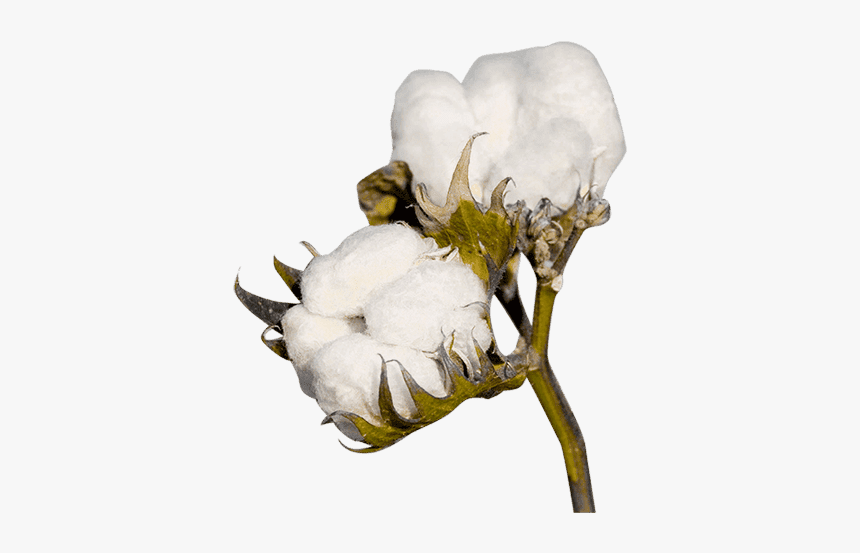 Cotton Plant No Background, HD Png Download, Free Download