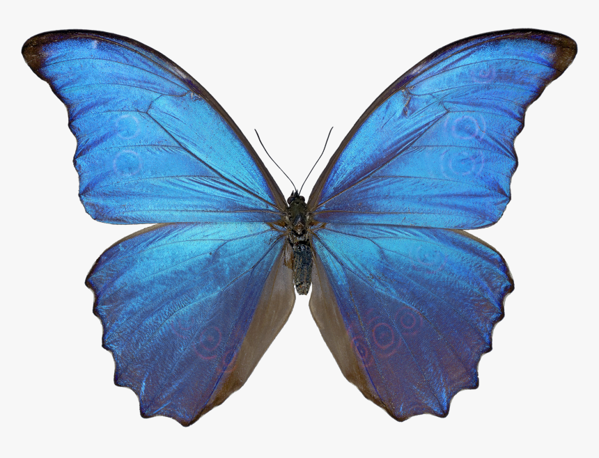 Download Butterfly Png - Morpho Butterfly, Transparent Png, Free Download