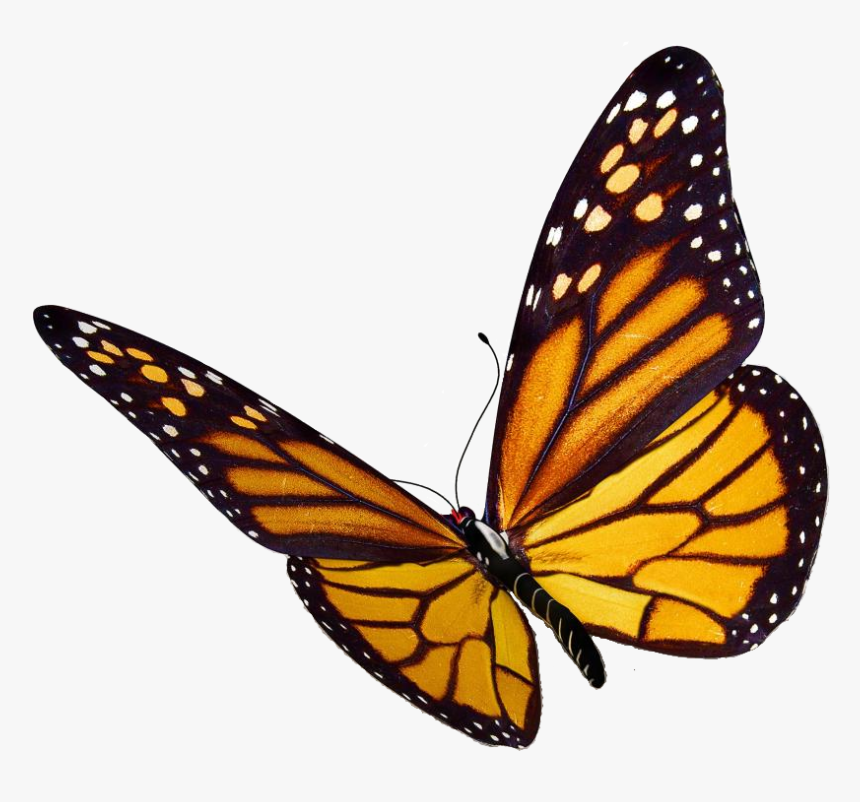 Transparent Background Butterfly Clipart, HD Png Download, Free Download