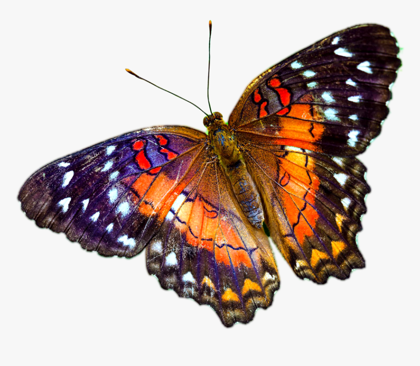 Butterfly Png Multicolour - Butterfly On Clear Background, Transparent Png, Free Download
