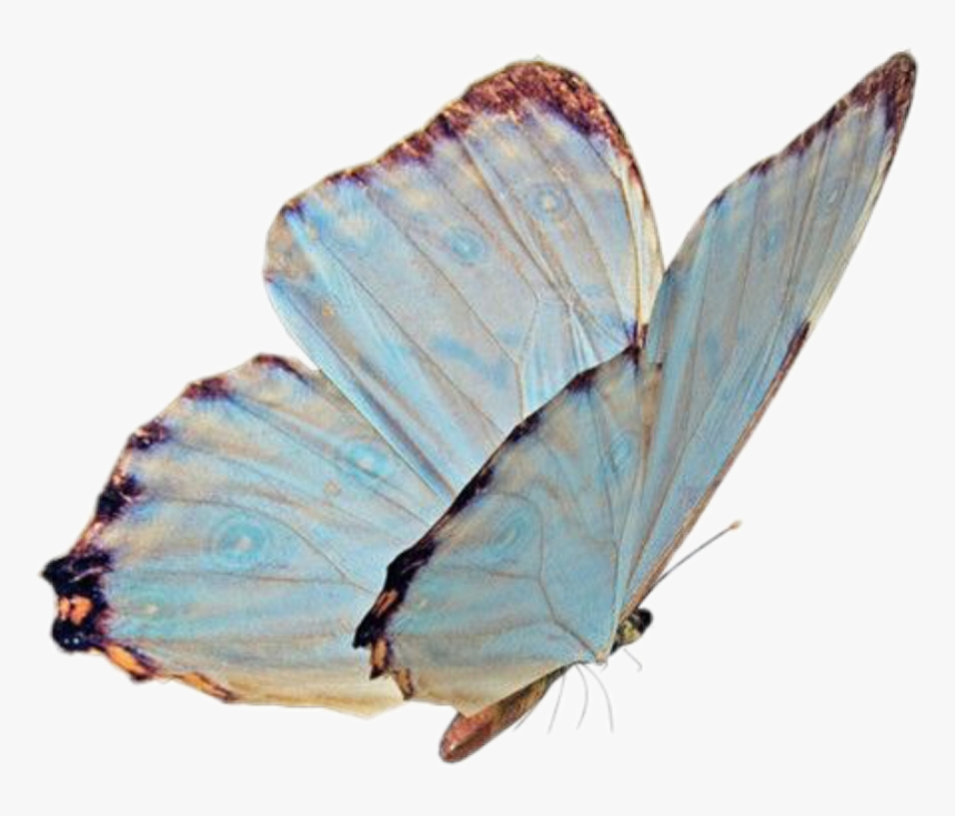 #butterfly #png #niche #nichememe #sticker #freetoedit - Transparent Pngs For Niche Memes, Png Download, Free Download