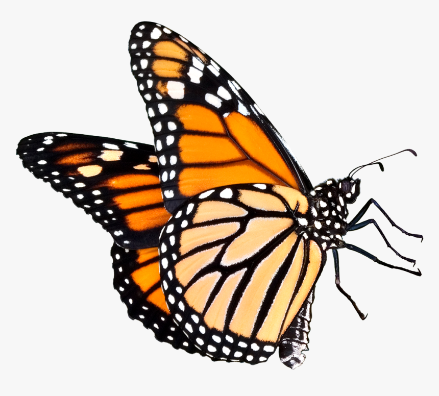 Butterfly Png Five Siting Position - Monarch Butterfly Png Transparent, Png Download, Free Download