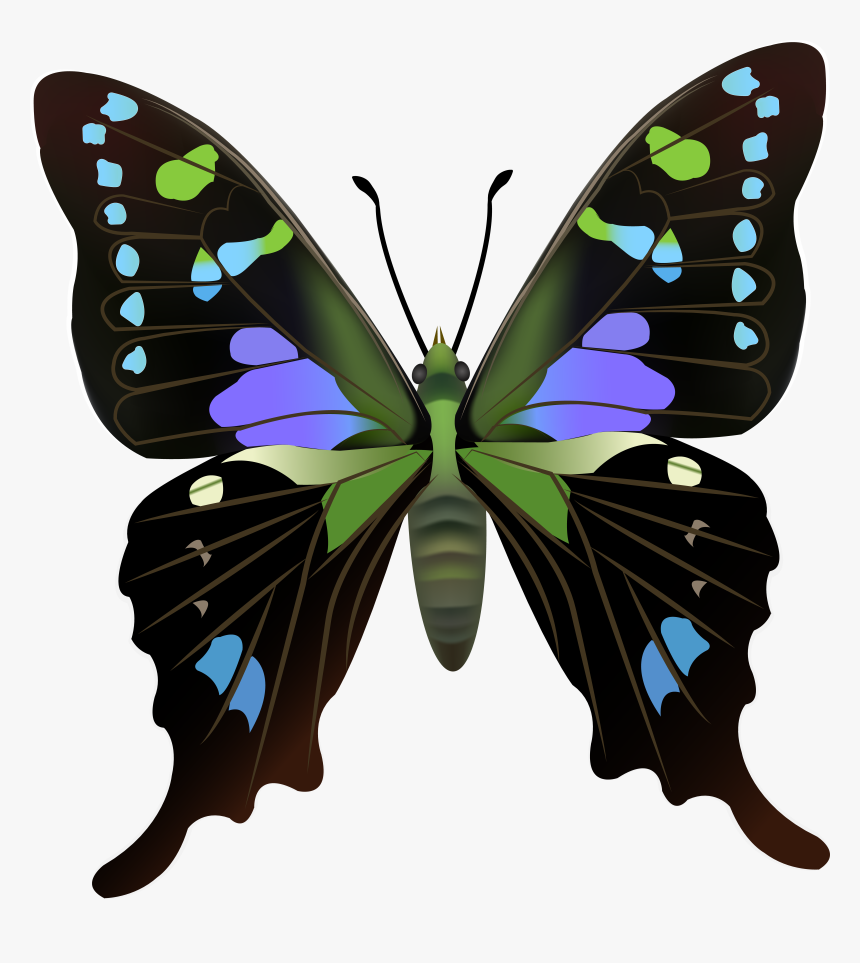 Butterfly Png Clip Art, Transparent Png, Free Download