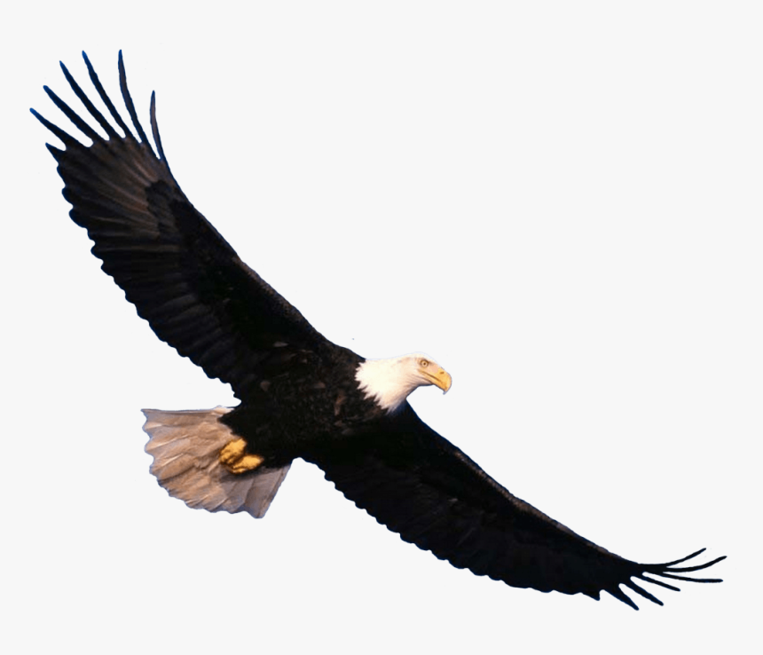 Bald Eagle Flying Png Image - Transparent Eagle Flying Png, Png Download, Free Download