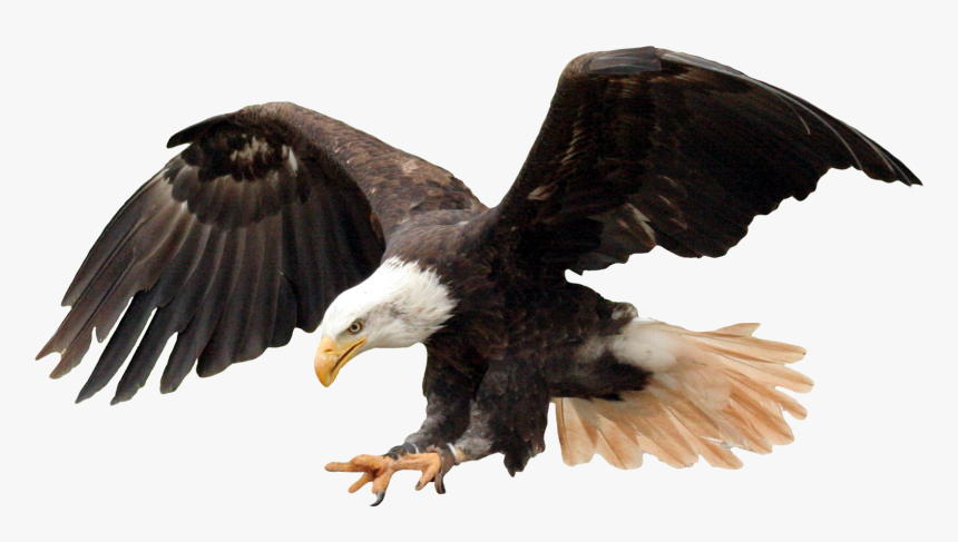 Bald Eagle Bird - Bald Eagle Transparent Background, HD Png Download, Free Download