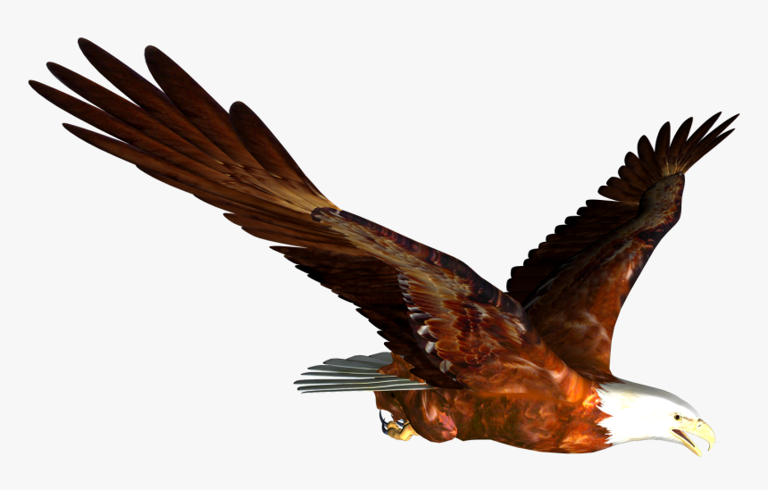 Hawk Mountain Sanctuary Accipitrinae Falconiformes - Flying Eagle Gif Png, Transparent Png, Free Download