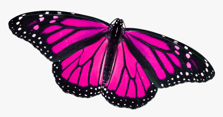 Pink Png Butterfly Png - Close Up Of Monarch Butterfly, Transparent Png, Free Download