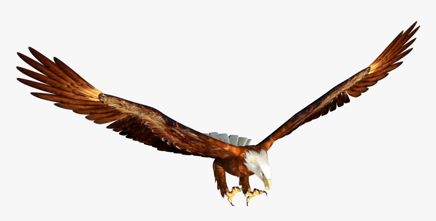 Animated Bald Eagle Hunting - Transparent Eagle Flying Png, Png Download, Free Download