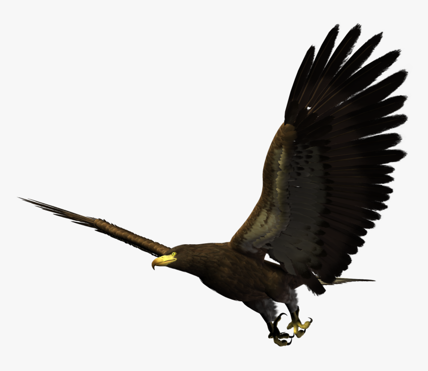 Bald Eagle Bird Flight Hawk - Hawk Flying Png, Transparent Png, Free Download