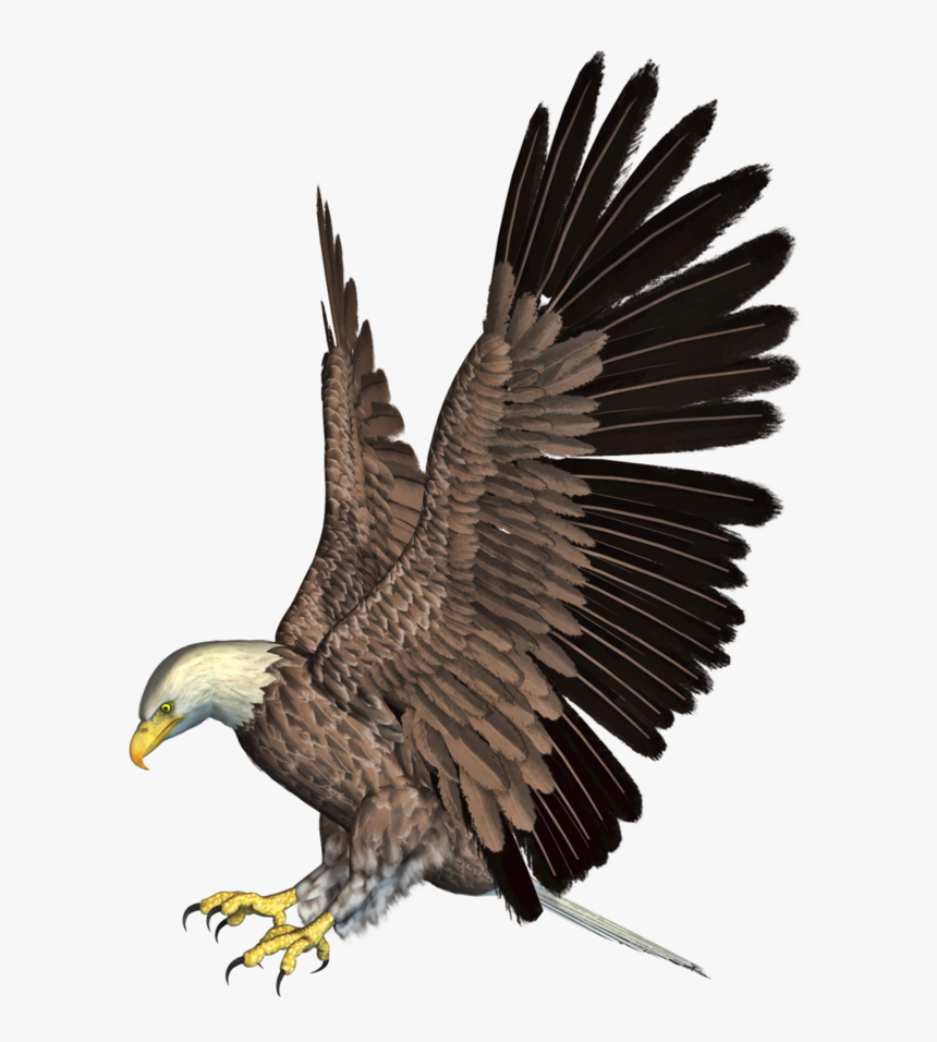 Download Free Eagle Png Transparent Images Transparent - Eagle Attack On Lion, Png Download, Free Download