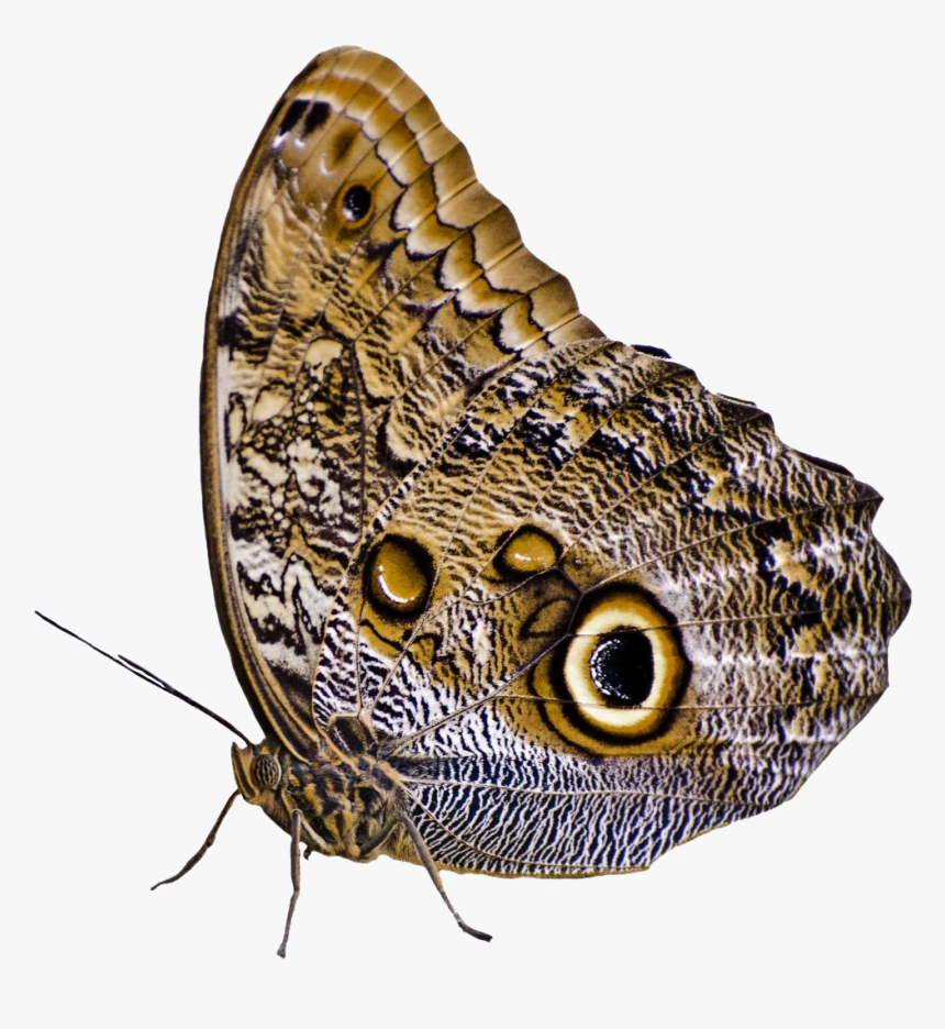 Png Butterfly, Transparent Png, Free Download