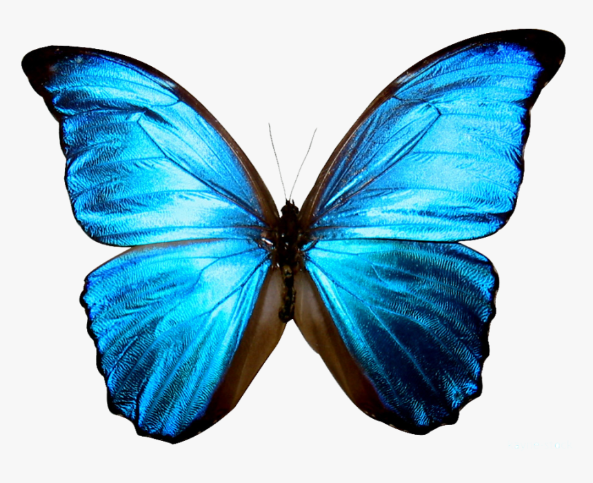 High Resolution Butterfly Png Icon - Transparent Background Blue Butterfly Png, Png Download, Free Download