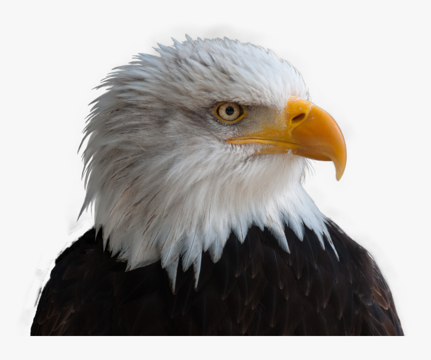 Bald Eagles, Adler, Bald Eagle, Bird, Raptor, Bill - Transparent Bald Eagle Png, Png Download, Free Download