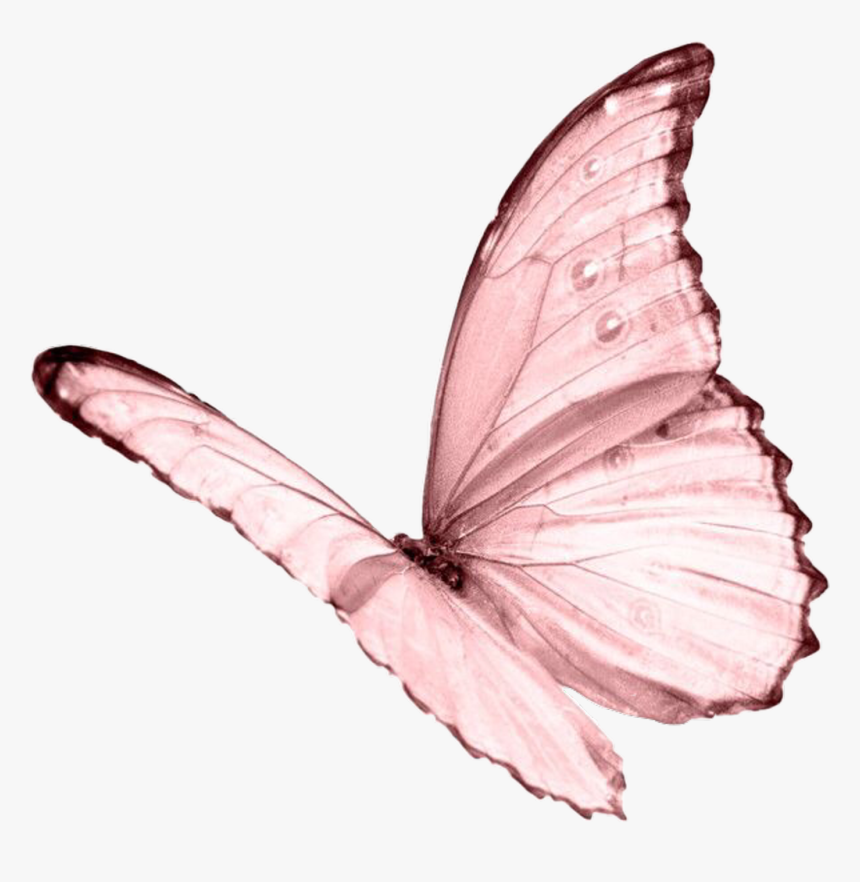 Pink Butterfly Png, Transparent Png - kindpng.
