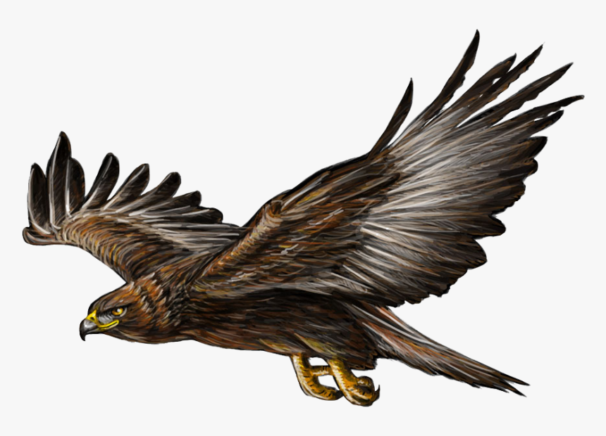 Transparent Golden Eagle Png - Flying Golden Eagle Drawing, Png Download, Free Download