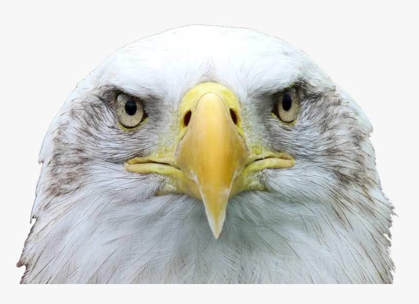 Adler, White Tailed Eagle, Bald Eagle, Raptor - Bald Eagle Head, HD Png Download, Free Download