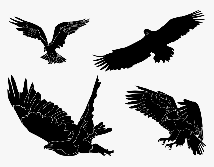 Eagle,wildlife,hawk - Portable Network Graphics, HD Png Download, Free Download