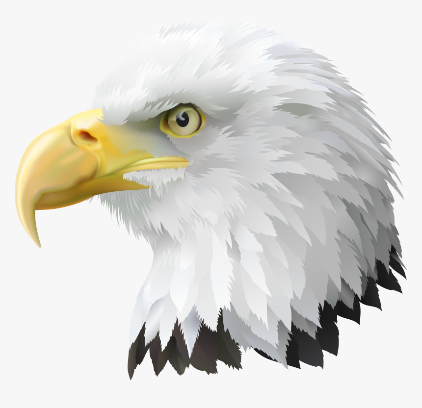Eagle American Bald Head Transparent Free Clipart Hd, HD Png Download, Free Download
