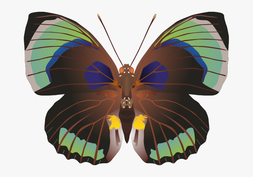 Butterfly Png Images Png - Portable Network Graphics, Transparent Png, Free Download