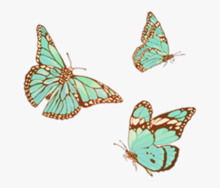 #vintage #vintageaesthetic #butterfly #butterflysticker - Skipper (butterfly), HD Png Download, Free Download