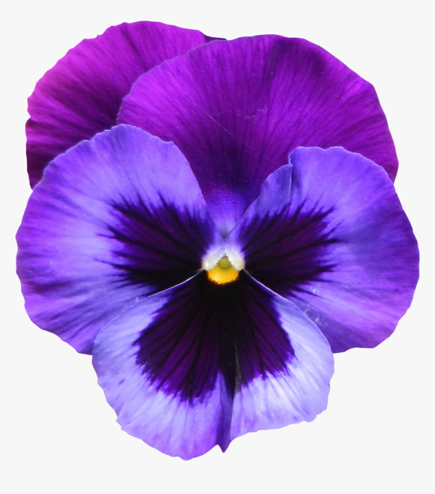 Download Violet Png Photos - Violet Flower, Transparent Png, Free Download