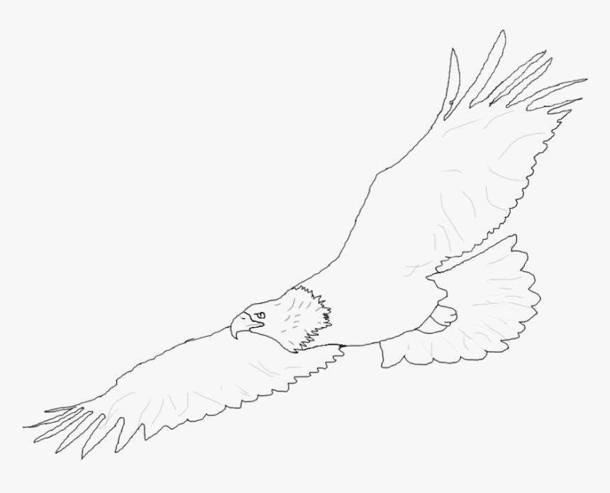 Eagles Clipart Shaheen - Eagle Flying Lineart, HD Png Download, Free Download